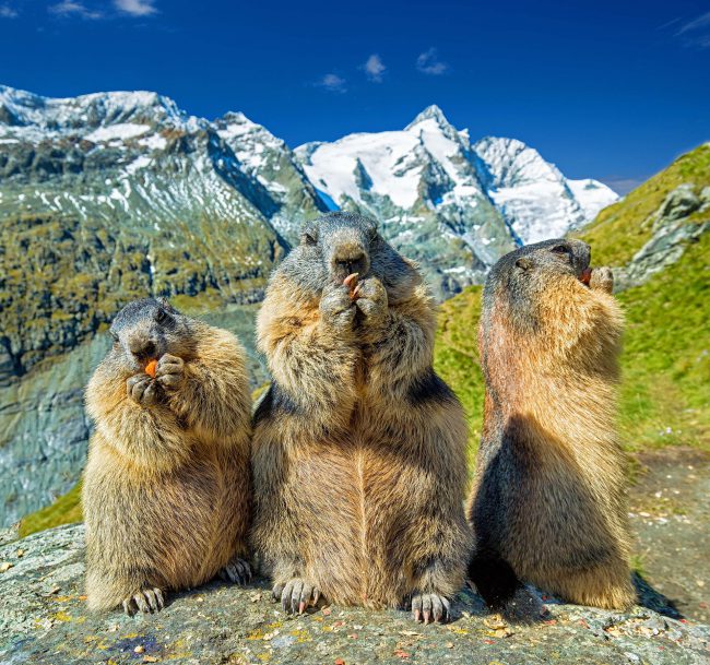 marmots-4936688_1920